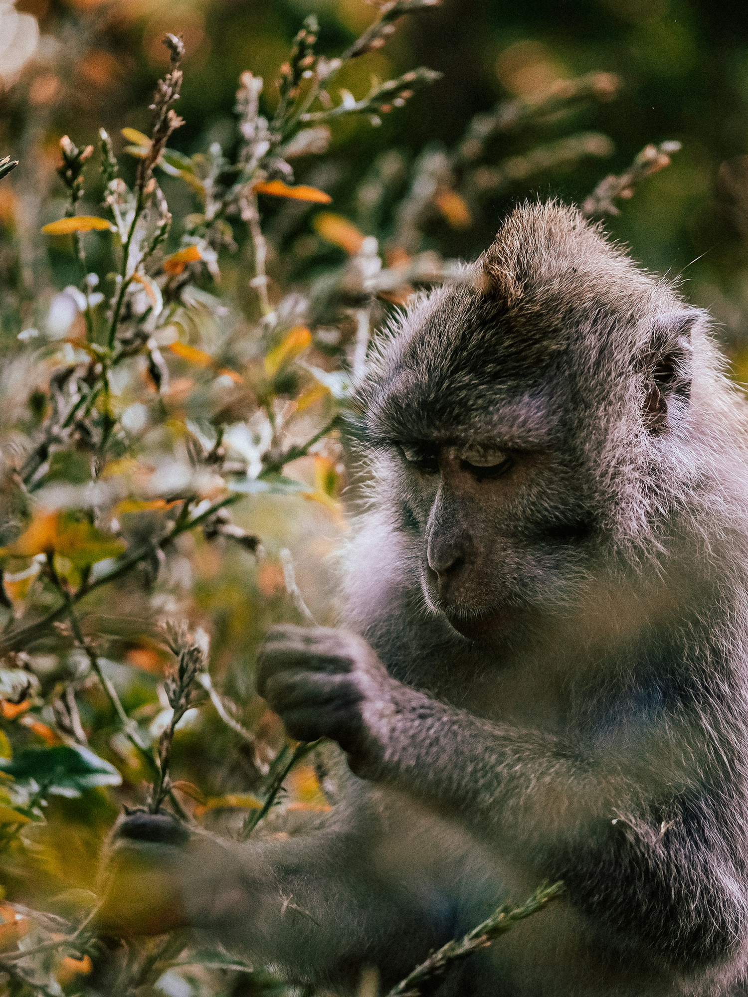 suri-travel-safari-asia-1500