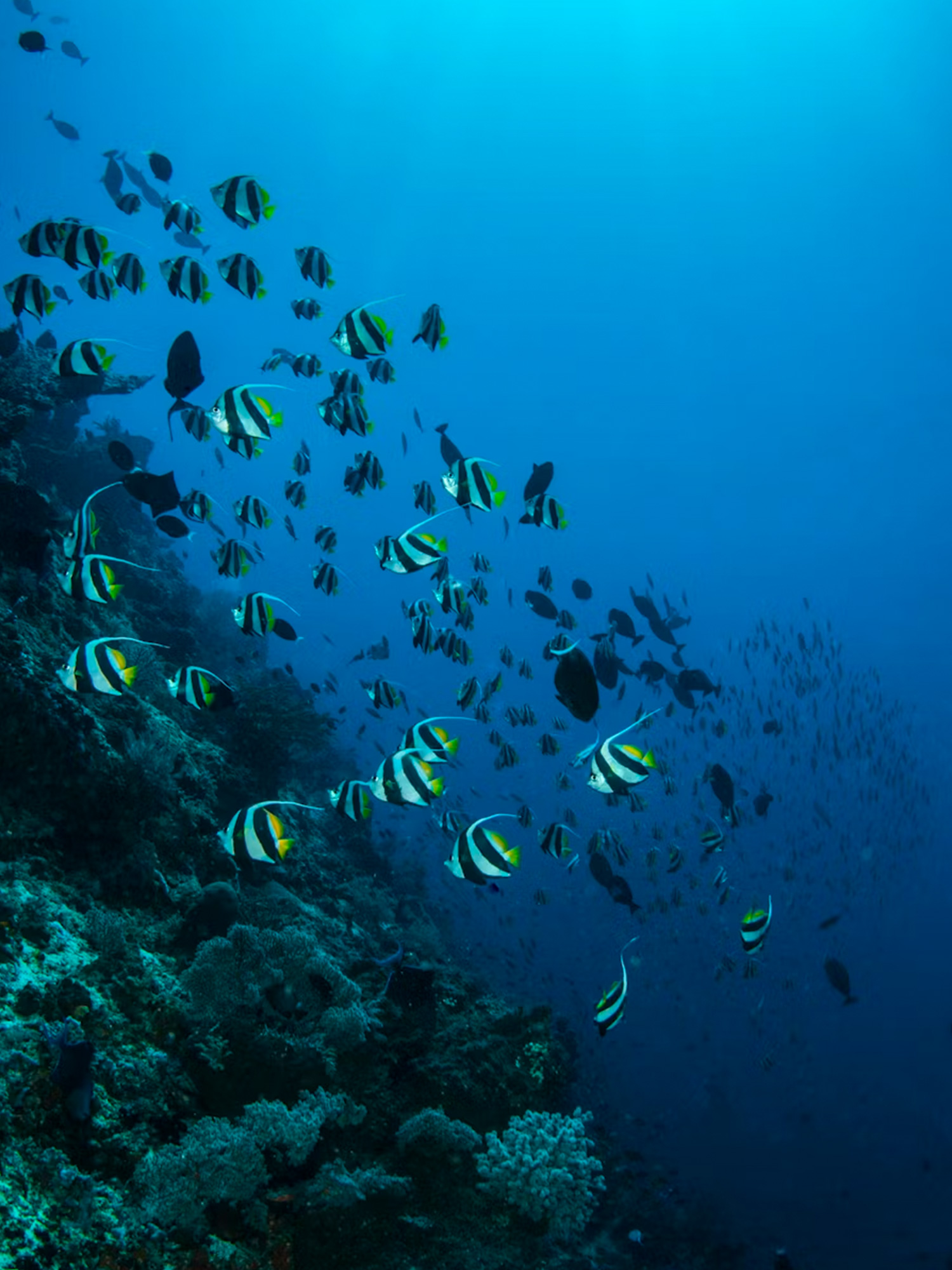 suri-travel-safaris-en-islas-1500