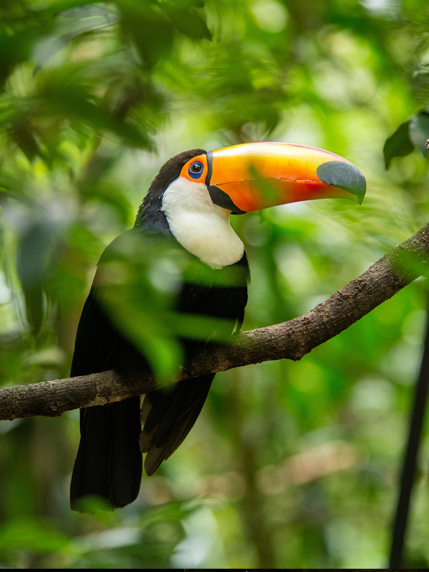 suri-travel-sudamerica-safari-costa-rica-1500