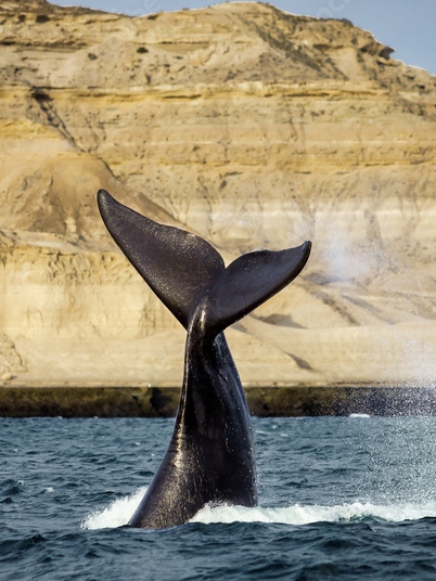 ballena-argentina-suri-travel