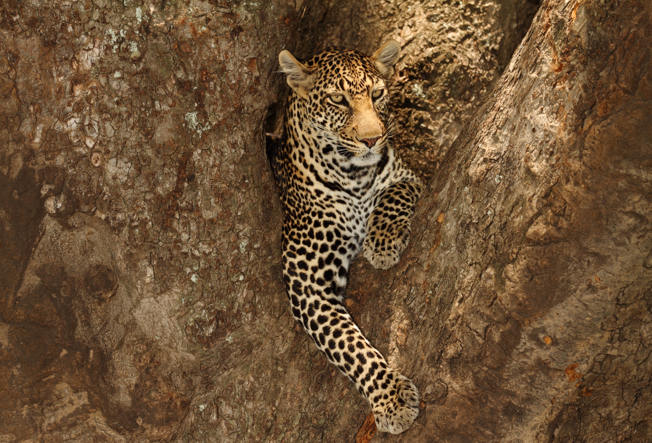 Big Five: el safari que transforma para siempre la manera de viajar