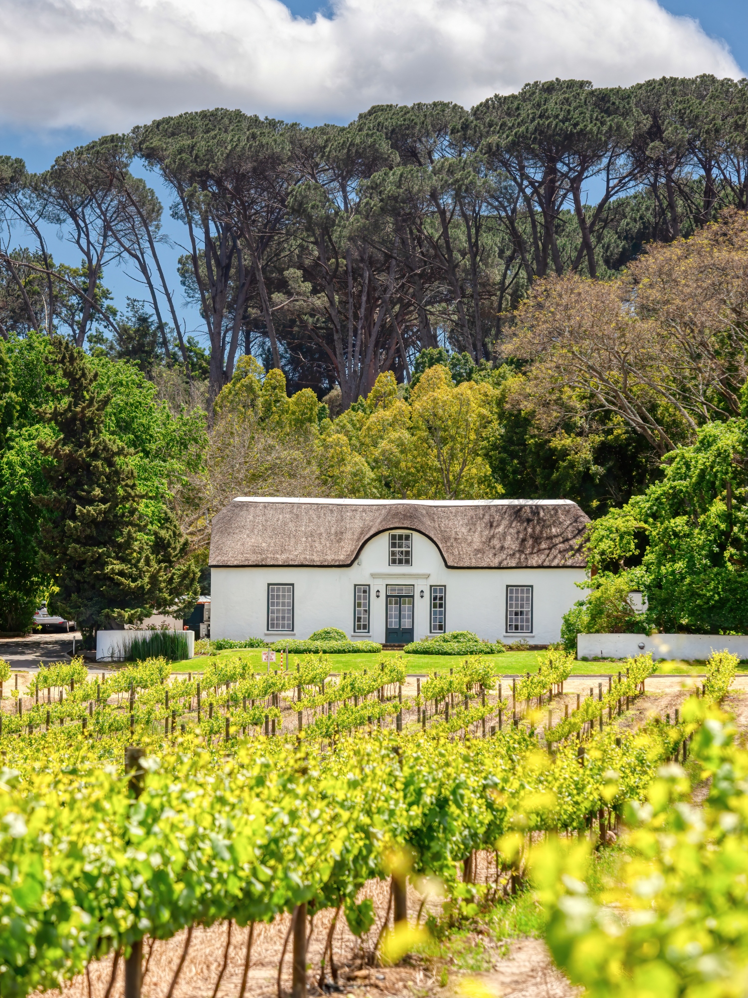 The Oude Libertas vineyard and Cape Dutch homesstead in Stellenbosch in the Western Cape, South Africa.