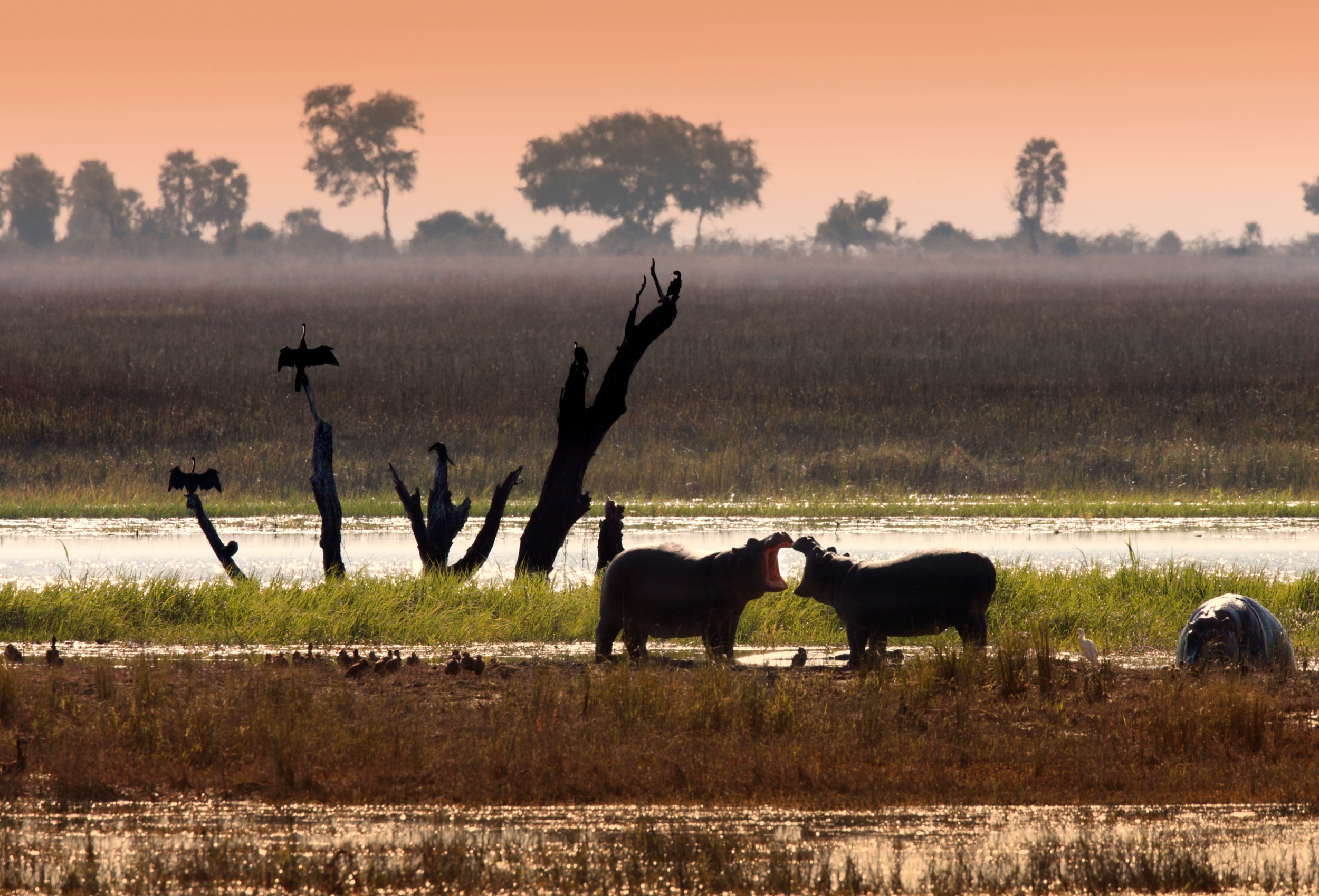 Botswana: el safari más exclusivo y auténtico de África