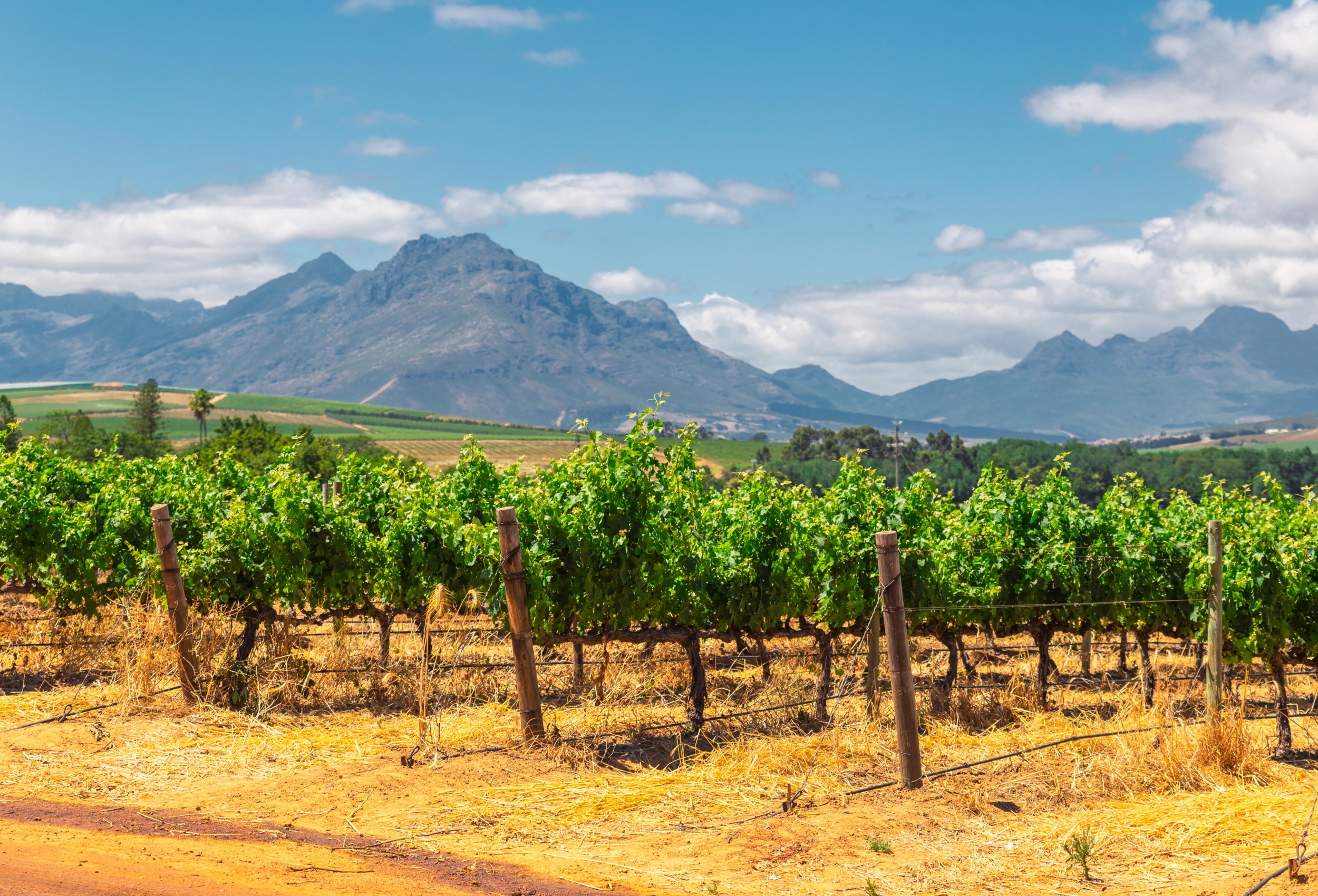 Vinos de Sudáfrica: un viaje para saborear África copa a copa