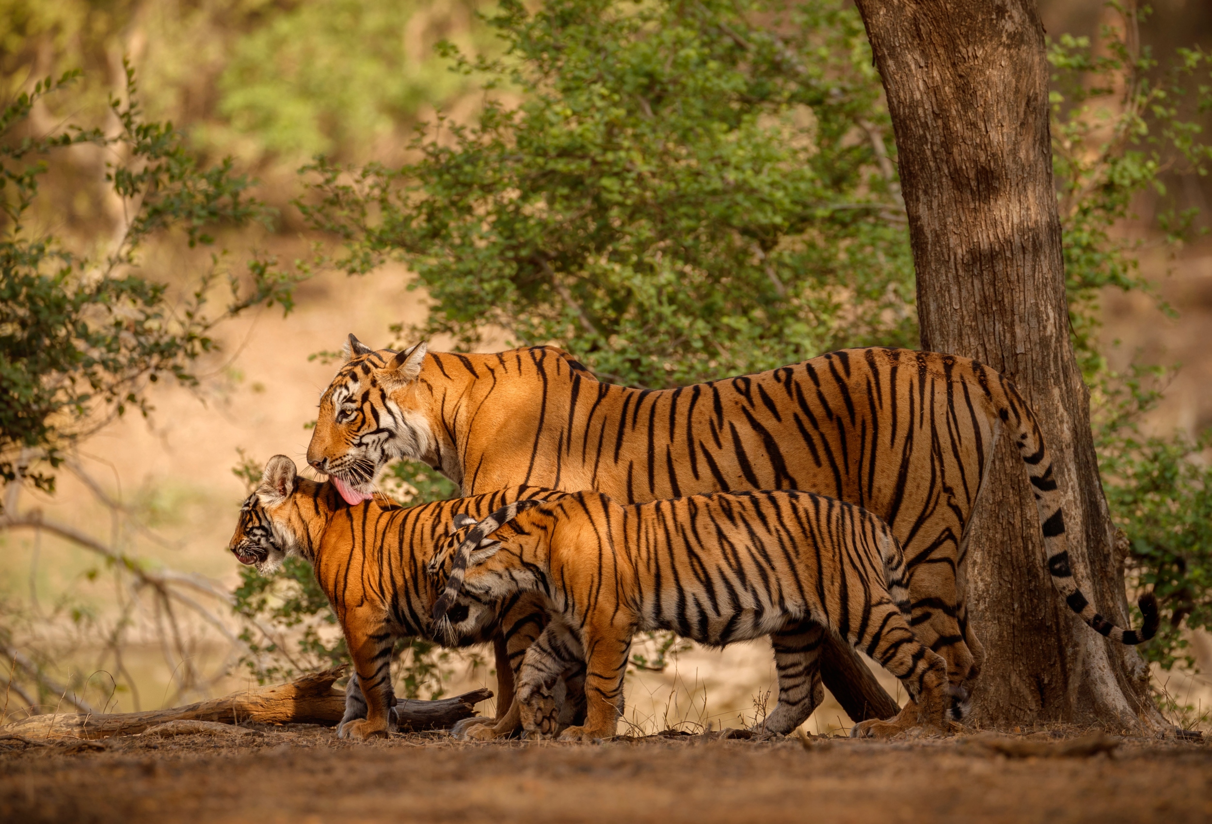 Ranthambore: el lugar donde India revela el reino del tigre
