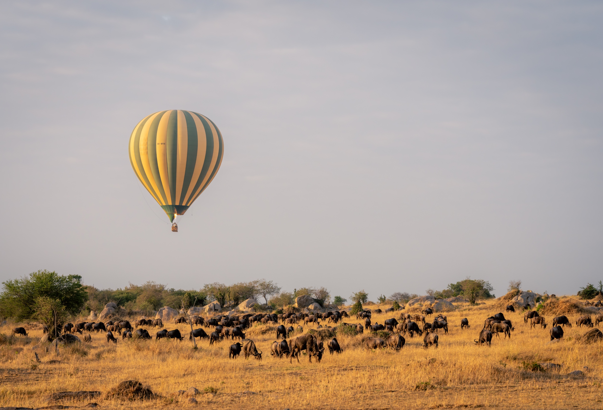 La Gran Migración en África: el viaje que hace temblar la sabana