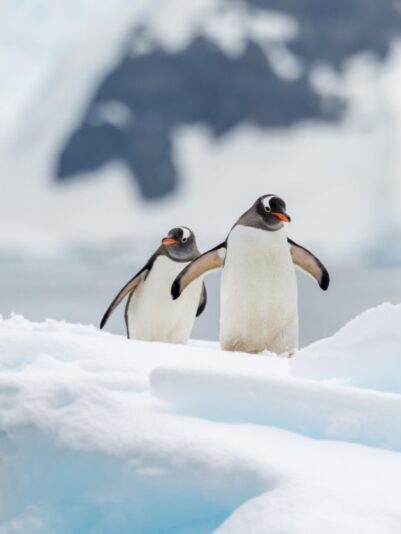pinguinos-antartida-suri-travel