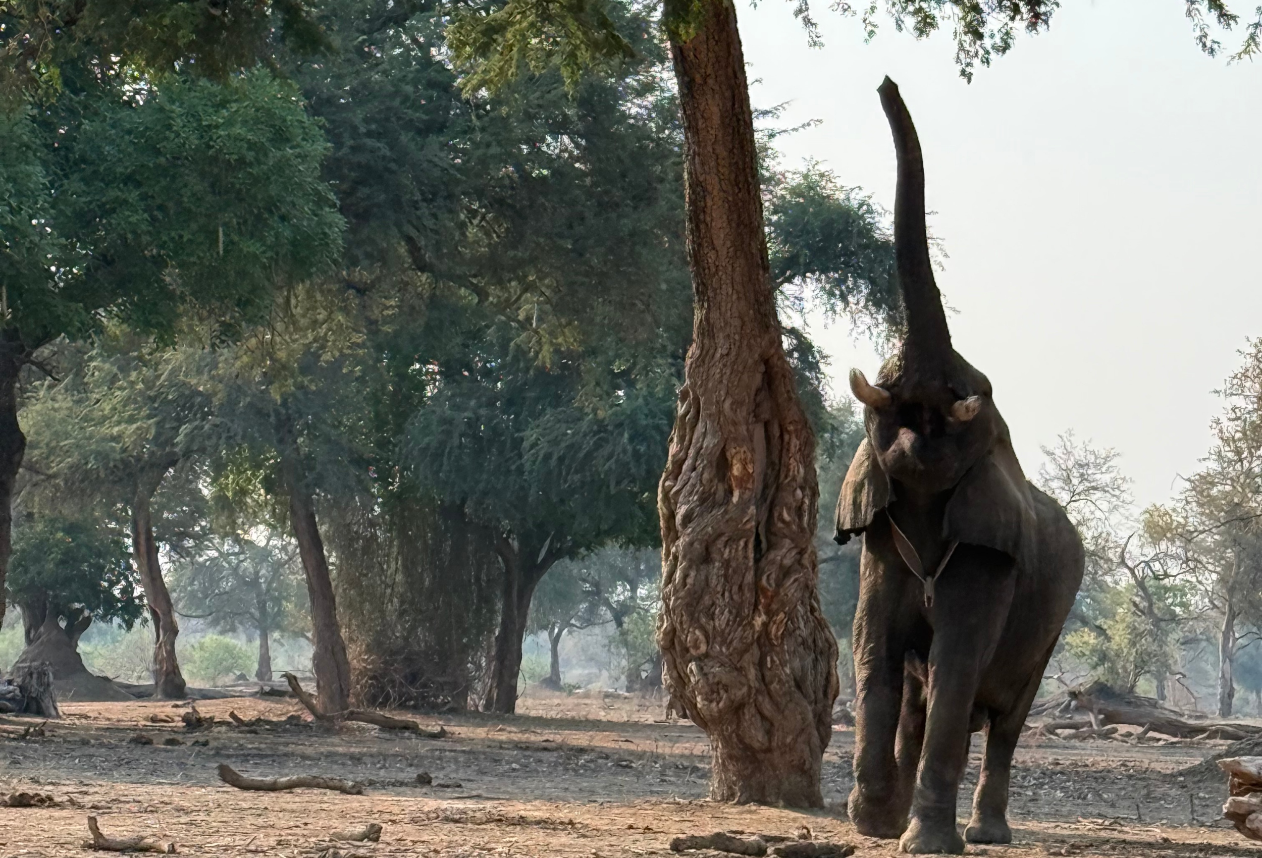 Tras las huellas de Zimbabue: una forma diferente de vivir el safari