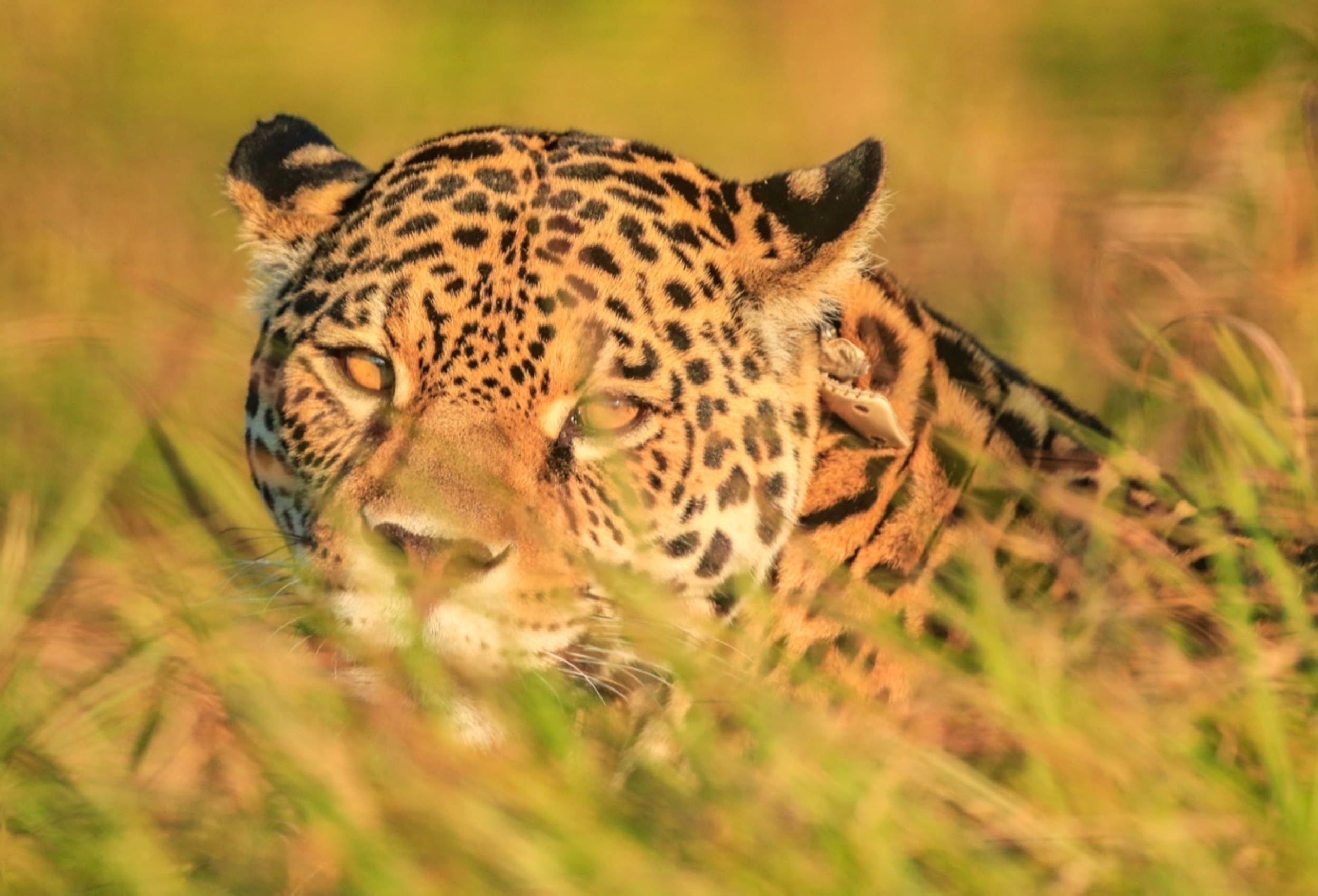 Safari en Argentina: una historia de naturaleza y conservación en el Iberá